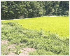  2025Ÿ��100489 ��� ���ֽ� �ܻ�� ��õ�� 196-2      ����(��)���