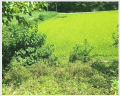  2025Ÿ��100489 ��� ���ֽ� �ܻ�� ��õ�� 196-2      ����(��)���