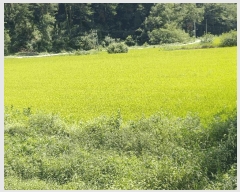  2025Ÿ��100489 ��� ���ֽ� �ܻ�� ��õ�� 196-2      ����(��)���