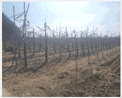  2025Ÿ��10198 ��� �ȵ��� ǳ���� �Ű 96      ����(��)���