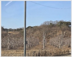  2025Ÿ��10198 ��� �ȵ��� ǳ���� �Ű 96      ����(��)���