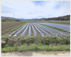  2025Ÿ��100299 ��� �ȵ��� ��ȸ� �ۻ縮 ��68      ����(�Ӿ�)���