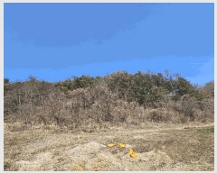  2025Ÿ10379  ֽ 糲  331      ()