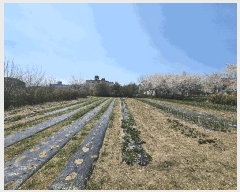  2025Ÿ347  ֽ  84       ,繫ǰ