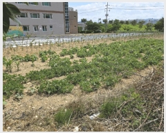  2025Ÿ��407  ����