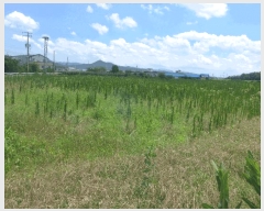  2025Ÿ��427 ��� ���ֽ� �Ȱ��� �ٰ踮 35-1      ����(��1)���