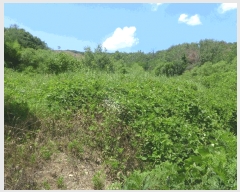  2025Ÿ��435 ��� ���ֽ� õ�ϸ� ȭ�긮 923      ����(��)���