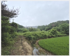  2025Ÿ��435 ��� ���ֽ� õ�ϸ� ȭ�긮 923      ����(��)���