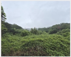  2025Ÿ��435 ��� ���ֽ� õ�ϸ� ȭ�긮 923      ����(��)���