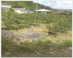  2025Ÿ��507 ��� ���ֽ� �Ȱ��� ��縮 62      ����(��1)���