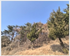  2025Ÿ10184  ֽ ո  36-2      (Ӿ)