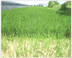  2025Ÿ10536  ֽ õϸ 긮 353-1      ()