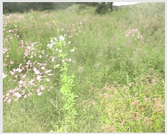  2025Ÿ��10612 ��� ���ֽ� ������ �Ȱ踮 ��31-32      ����(�Ӿ�)���