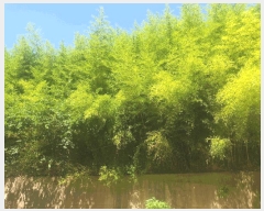  2025Ÿ��10660 ��� ���ֽ� ������ ������ 419      ����(��1)���