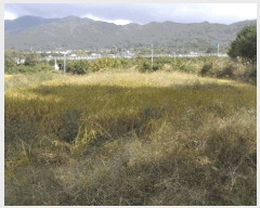  2025Ÿ��10734 ��� ���ֽ� �ܵ��� �Ű踮 545      ����(��)���