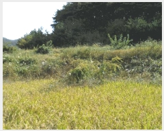  2025Ÿ��10734 ��� ���ֽ� �ܵ��� �Ű踮 545      ����(��)���