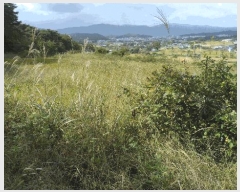  2025Ÿ��10734 ��� ���ֽ� �ܵ��� �Ű踮 545      ����(��)���