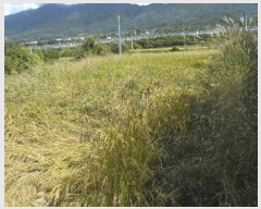  2025Ÿ��10734 ��� ���ֽ� �ܵ��� �Ű踮 545      ����(��)���