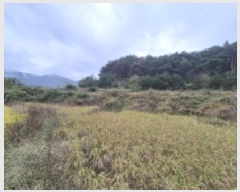  2025Ÿ��10734 ��� ���ֽ� �ܵ��� �Ű踮 545      ����(��)���