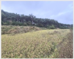  2025Ÿ��10734 ��� ���ֽ� �ܵ��� �Ű踮 545      ����(��)���