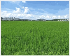  2025Ÿ��476 ��� ���ֽ� õ�ϸ� ���긮 156      ����(��)���