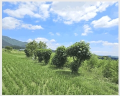  2025Ÿ��445 ��� ���ֽ� �Ȱ��� ���긮 1137-5      ����(��)���