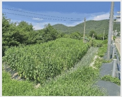  2025Ÿ��473 ��� ���ֽ� ��õ�� �� 1126-5      ����(��)���