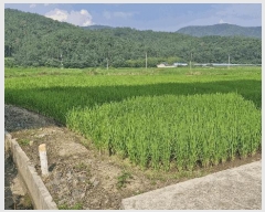  2025Ÿ��473 ��� ���ֽ� ��õ�� �� 1126-5      ����(��)���