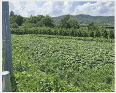  2025Ÿ��473 ��� ���ֽ� ��õ�� �� 1126-5      ����(��)���