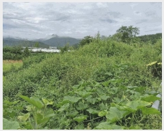  2025Ÿ��501 ��� ���ֽ� ������ �� 1004-1      ����(��1)���