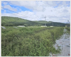  2025Ÿ��517  ����