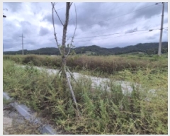  2025Ÿ��517  ����