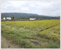  2025Ÿ��537  ����