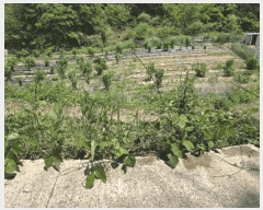  2025Ÿ��10462 ��� ���ֽ� �糲�� �ⱸ�� 264-2      ����(��)���