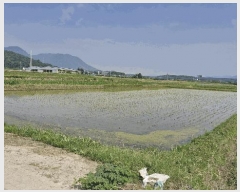  2025Ÿ10550  ֽ õ 𷮸 438-2      ()