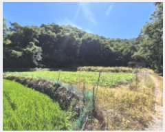  2025Ÿ��10598  ����