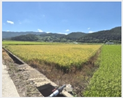  2025Ÿ��10666 ��� ���ֽ� �곻�� ��ĥ�� 1009      ����(��)���