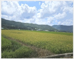  2025Ÿ��10666 ��� ���ֽ� �곻�� ��ĥ�� 1009      ����(��)���