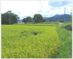  2025Ÿ��10688  ����