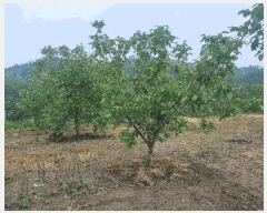  2025Ÿ��11008  ����