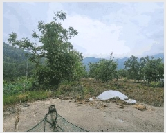  2025Ÿ��11008  ����