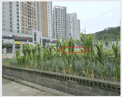  2025Ÿ��11181  �������