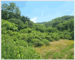  2025Ÿ��350  �Ӿ߰��