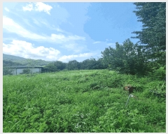  2025Ÿ��10952 ��� ��õ�� ����� 385-2       ����(��1)���