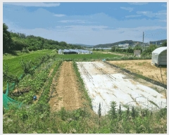  2025Ÿ��11129 ��� ���̽� �굿�� �δ��� 96      ����(��)���