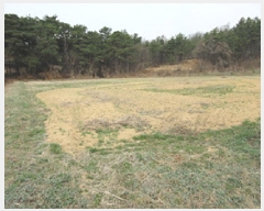  2025Ÿ��141  �����