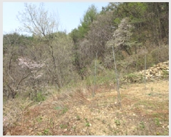  2025Ÿ��5269  �Ӿ߰��