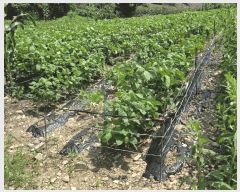  2025Ÿ��10227 ��� �Ǽ��� ����� ������ 519      ����(��1)���