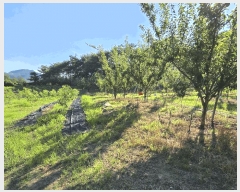  2025Ÿ��10229  �����