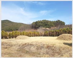  2025Ÿ��10136 �뱸 ������ ȿ�ɸ� ���� 130      ����(��1)���